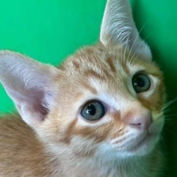 カオマニー【福島県・男の子・2025年8月14日・レッドタビー（ショート）】の写真「よく食べる男の子です！」