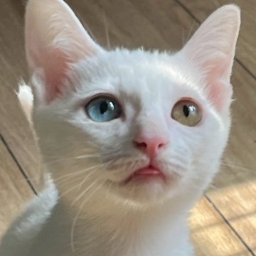 カオマニー【福島県・女の子・2025年6月14日・ホワイト（ショート）】の写真「元気いっぱいな女の子です！」