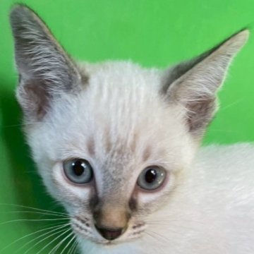 カオマニー【福島県・男の子・2025年9月19日・ブルーリンクスポイント（ショート）】の写真「元気な男の子です！」