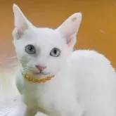 カオマニー