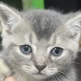 マンチカン(短足)