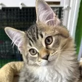 メインクーン【福島県・男の子・2024年12月12日・ブラウンタビー&ホワイト】の写真1「ゴールドアイ👀✨️」