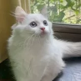 サイベリアン