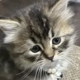 マンチカン(長足)