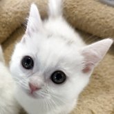 マンチカン(短足)