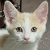 マンチカン(長足)