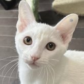 カオマニー