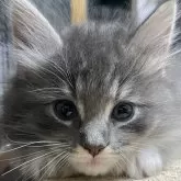 メインクーン【福島県・女の子・2025年11月7日・ブルータビー】の写真1