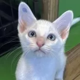 カオマニー