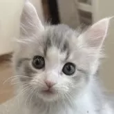 メインクーン
