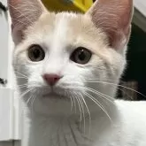 マンチカン(長足)