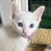 カオマニー【福島県・女の子・2024年12月12日・ホワイト】の写真1「ブルーアイ」