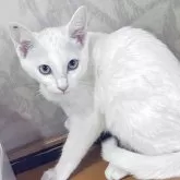 カオマニー