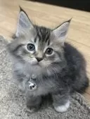 メインクーン【福島県・男の子・2024年12月12日・ブラウンタビー&ホワイト】の写真8「綺麗な色合い(∩˃o˂∩)♡」