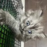 サイベリアン【福島県・男の子・2025年9月18日・シルバータビー】の写真3「登るの大好き😁」