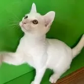 カオマニー【福島県・男の子・2025年6月14日・ホワイト】の写真3