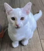 カオマ二ー×マンチカン(短足)【福島県・男の子・2025年2月1日・白】の写真4