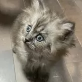 サイベリアン【福島県・男の子・2025年9月18日・シルバータビー】の写真5