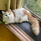 サイベリアン【福島県・女の子・2025年6月10日・クリーム&ホワイト】の写真5