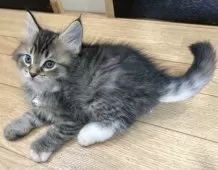 メインクーン【福島県・男の子・2024年12月12日・ブラウンタビー&ホワイト】の写真11