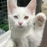 マンチカン(長足)【福島県・女の子・2025年7月21日・ホワイト】の写真6「招き猫(ฅ
