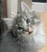 メインクーン【福島県・男の子・2024年12月3日・ブルータビー&ホワイト】の写真6