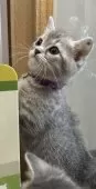 マンチカン(短足)【福島県・男の子・2025年3月18日・ブルータビー&ホワイト】の写真7