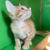 カオマニー【福島県・男の子・2025年9月19日・茶トラ】の写真7