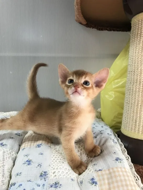 ID:1809-01315の子猫