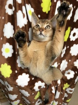 アビシニアン【長野県・男の子・2017年9月8日・ルディー】の写真「•元気一杯で懐っこい子です•」