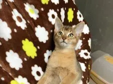 アビシニアン【長野県・男の子・2017年9月8日・ルディー】の写真1「12/1撮影」