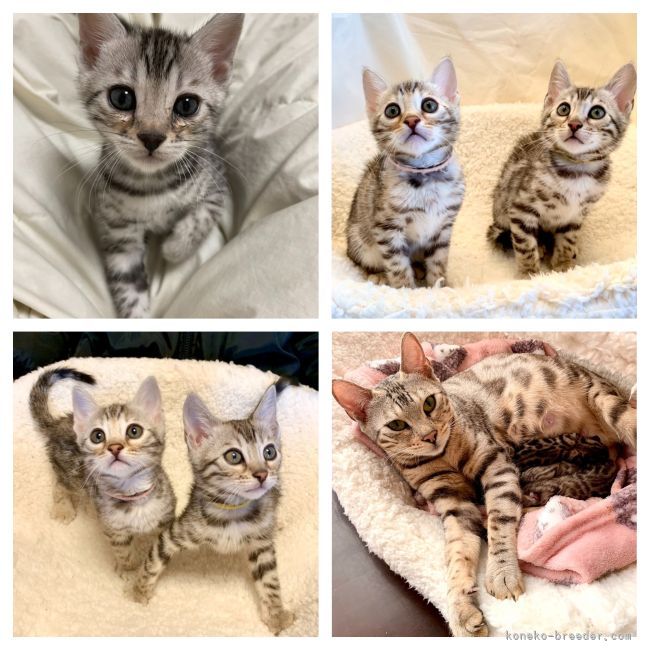 ブルーシルバー系のベンガル🐾の子猫達♪💕🐯｜倉上　愛実(くらかみ　まなみ)ブリーダー(東京都・ロシアンブルーなど・ICC登録)の紹介写真2