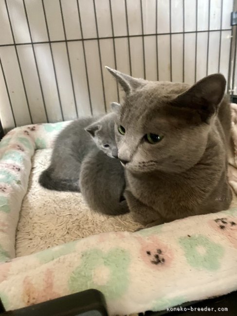 倉上愛実ブリーダーのブログ：11月23日にロシアンブルーの子猫🐾産まれました♪🐾💘🍀