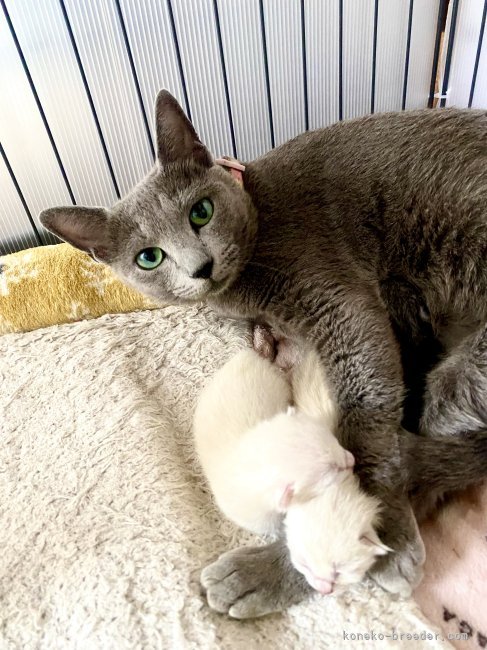 倉上愛実ブリーダーのブログ：ブルーポイント産まれました♪🐱🐾💘🍀