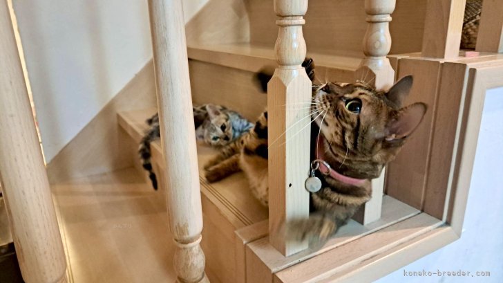 倉上愛実ブリーダーのブログ：シルバーベンガルの男の子🐾ご家族様からお写真頂きました♪ありがとうございます♪🙏