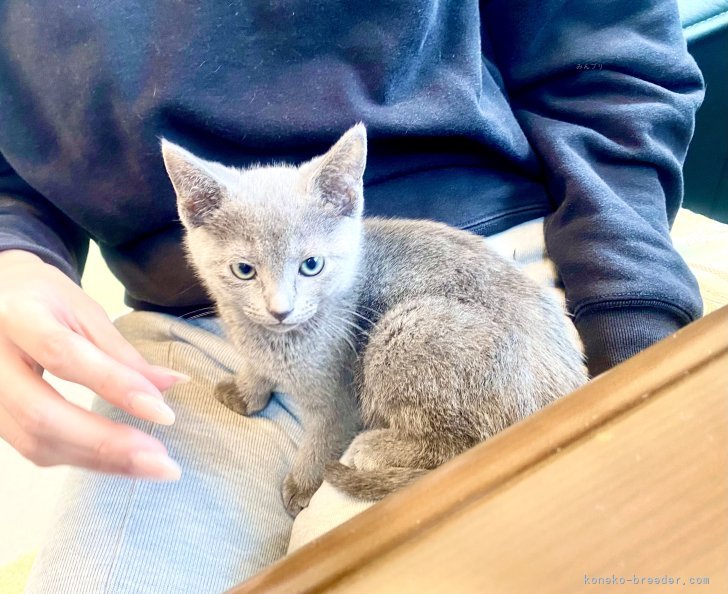 倉上愛実ブリーダーのブログ：新しいご家族様にお迎え頂きました♪🐱