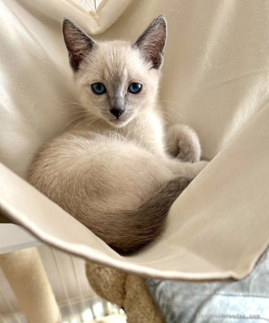 倉上愛実ブリーダーのブログ：2ヶ月のブルーポイントの女の子🎀ご家族様からお写真頂きました♪