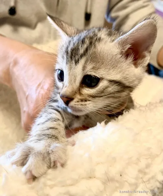 ID：2201-02061の子猫