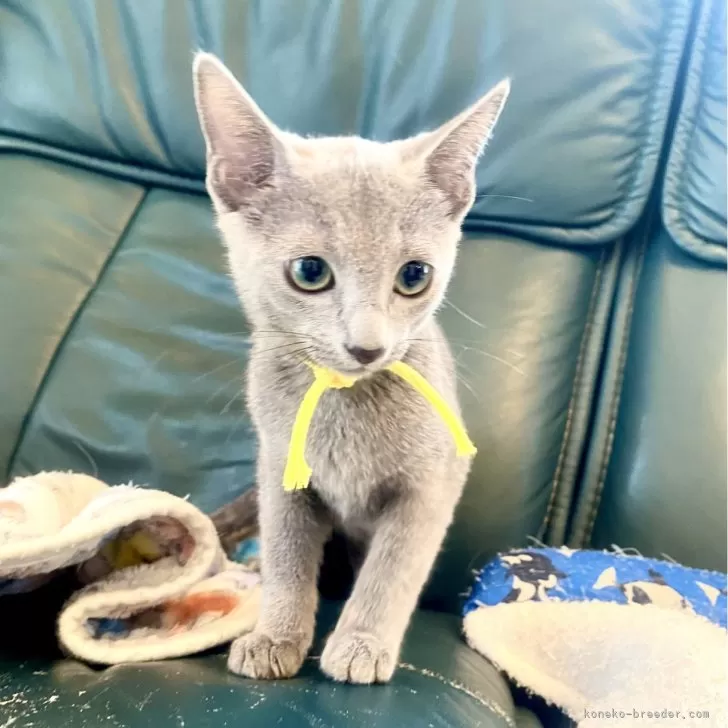 ID：2406-01893の子猫