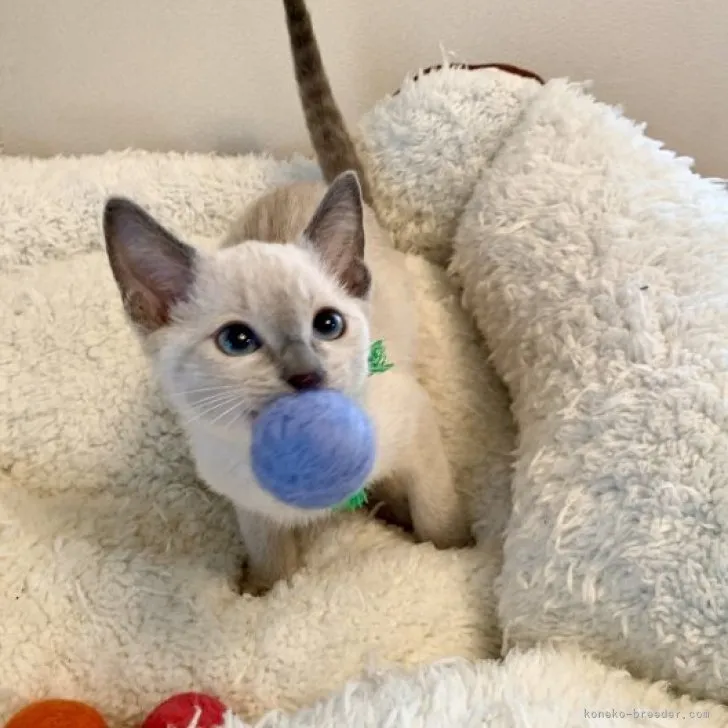 ID:2309-01844の子猫
