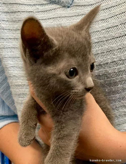 ID:1902-00204の子猫