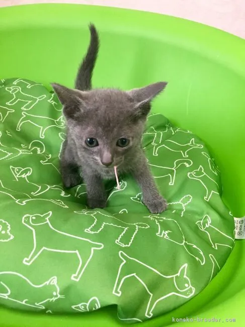 とんたん 様のお迎えした子猫