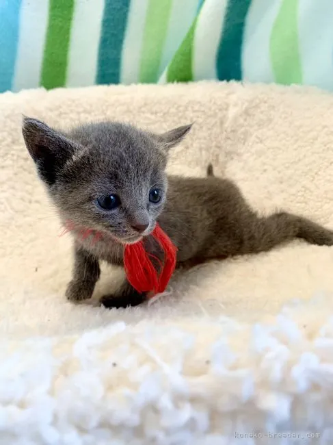 ID:2204-02257の子猫