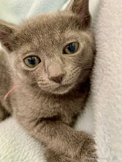 ID:1903-01750の子猫