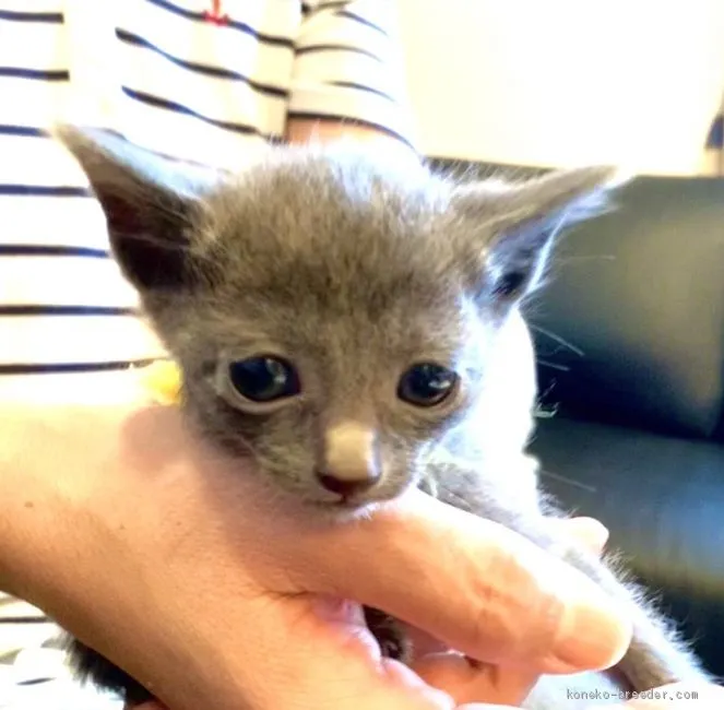 yu- 様のお迎えした子猫