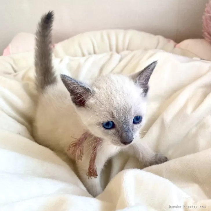 ID:2406-03261の子猫