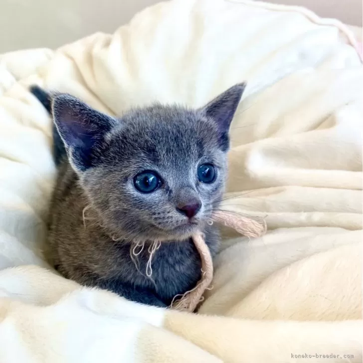 ID：2406-01894の子猫