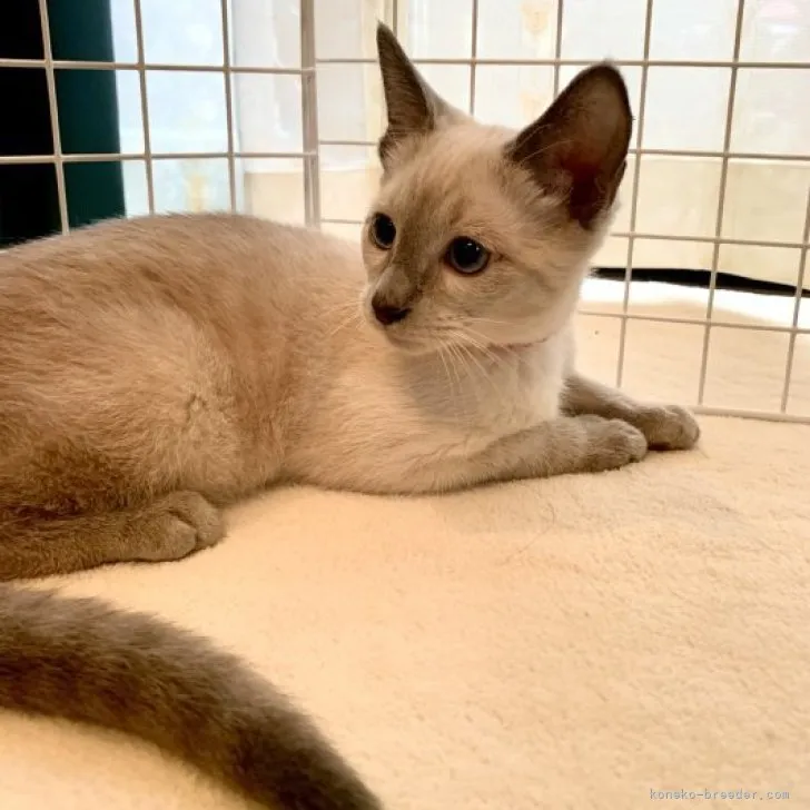 ID:2302-02051の子猫