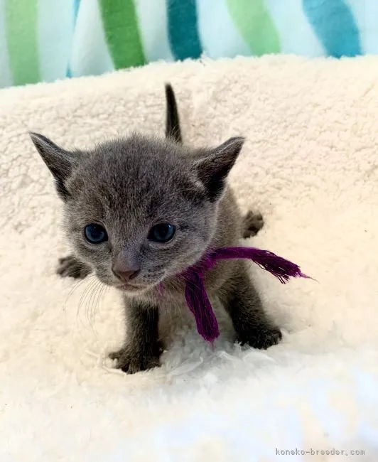 ID:2204-02256の子猫