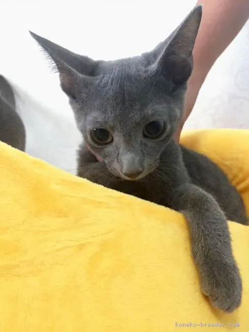 RK 様のお迎えした子猫